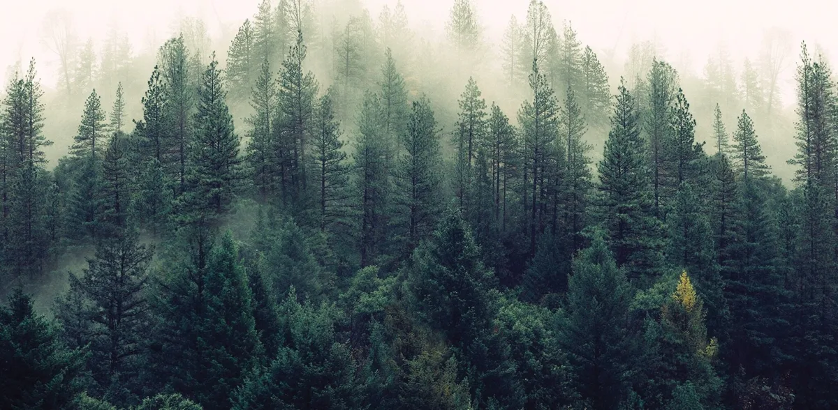 Spruce forest captured from a bird's eye view on a misty day.